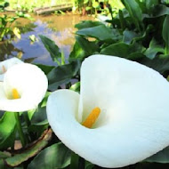 【竹子湖】苗榜花園餐廳