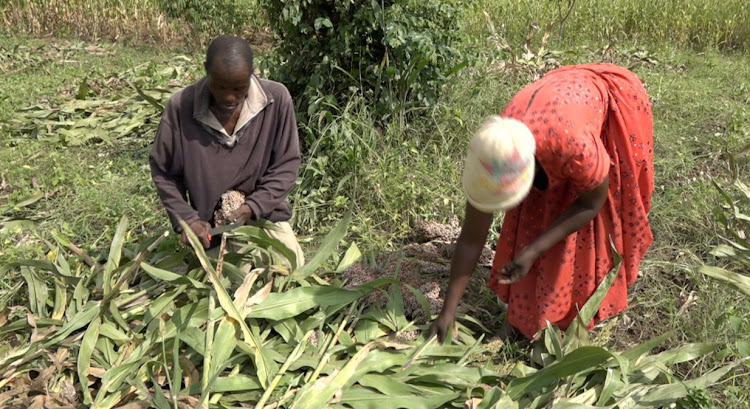 Wilson Oduori and his wife harvest sorghum from their a quarter-acre farm. This was their first time to cultivate the fast-maturing Seredo variety