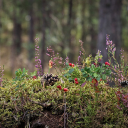 Vegetation