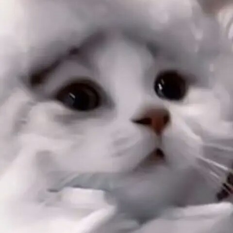 コーヒーウユ🍼🍮🐇