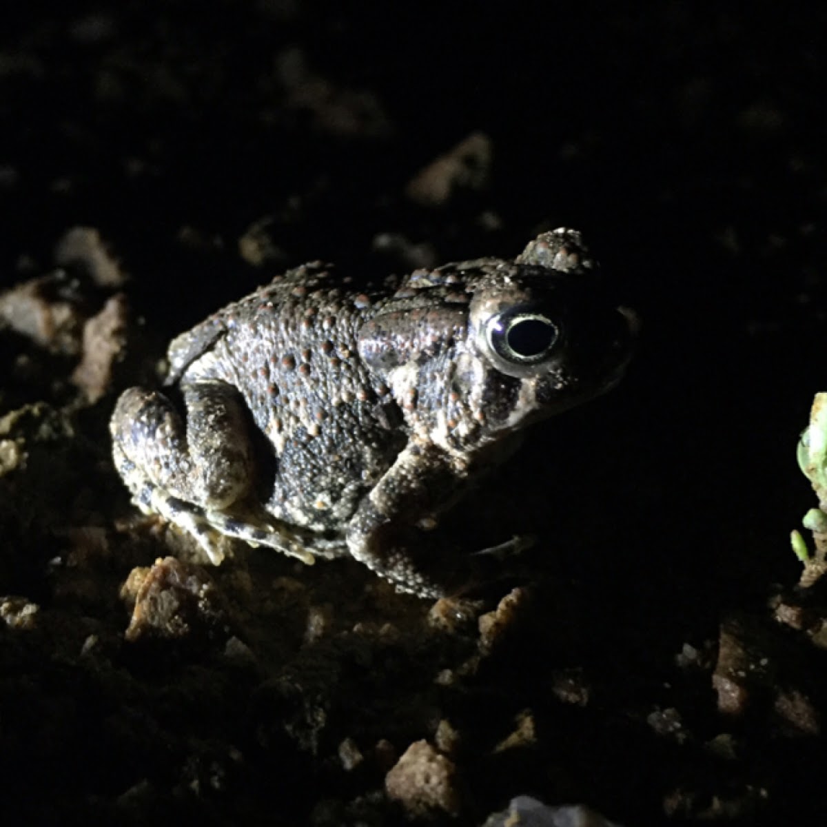 Woodhouse's Toad