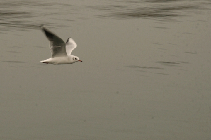 Silenzio in volo di canone