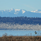 Snow goose