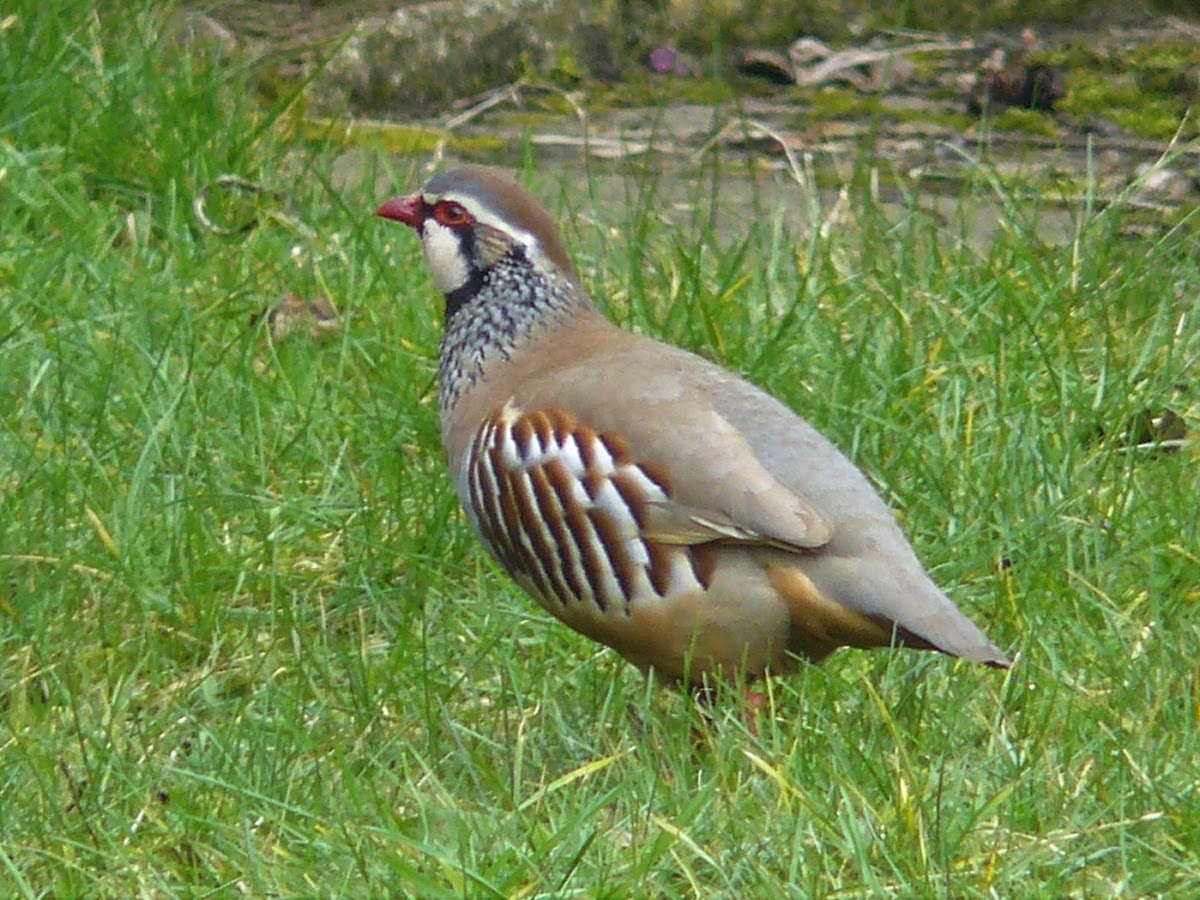 Red-legged Partridge