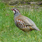 Red-legged Partridge