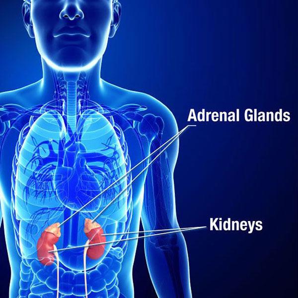 Adrenal Insufficiency & Addison's Disease | NIDDK