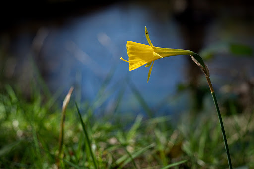 Narcissus bulbocodium