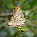 White Peacock