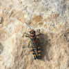 Rainbow Grasshopper