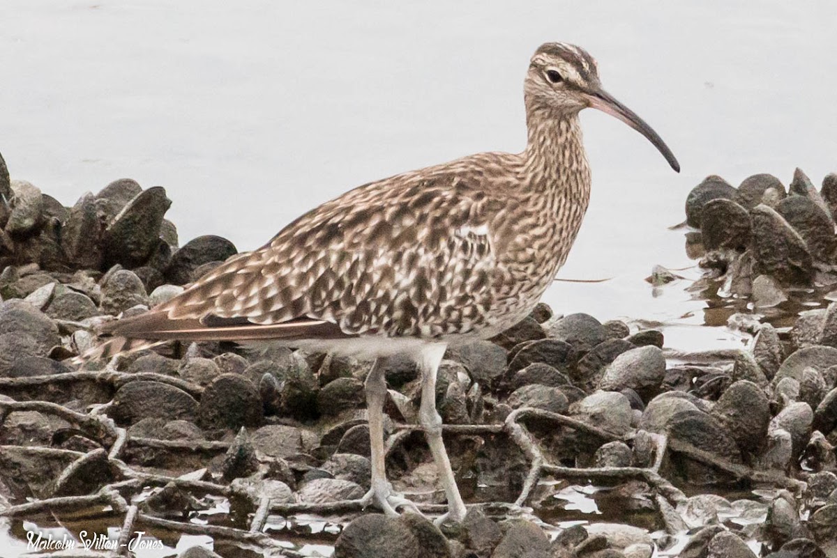 Whimbrel