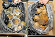 Abalone worth R30-million was sezied from a 40ft shipping container in Table Bay Harbour.