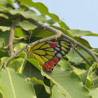 Common Jezebel Butterfly