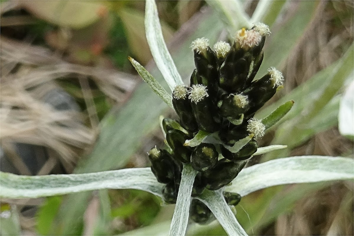 Norwegian arctic cudweed