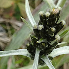 Norwegian arctic cudweed