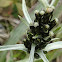 Norwegian arctic cudweed