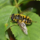 Batman Hoverfly