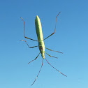 Pale green assassin bug