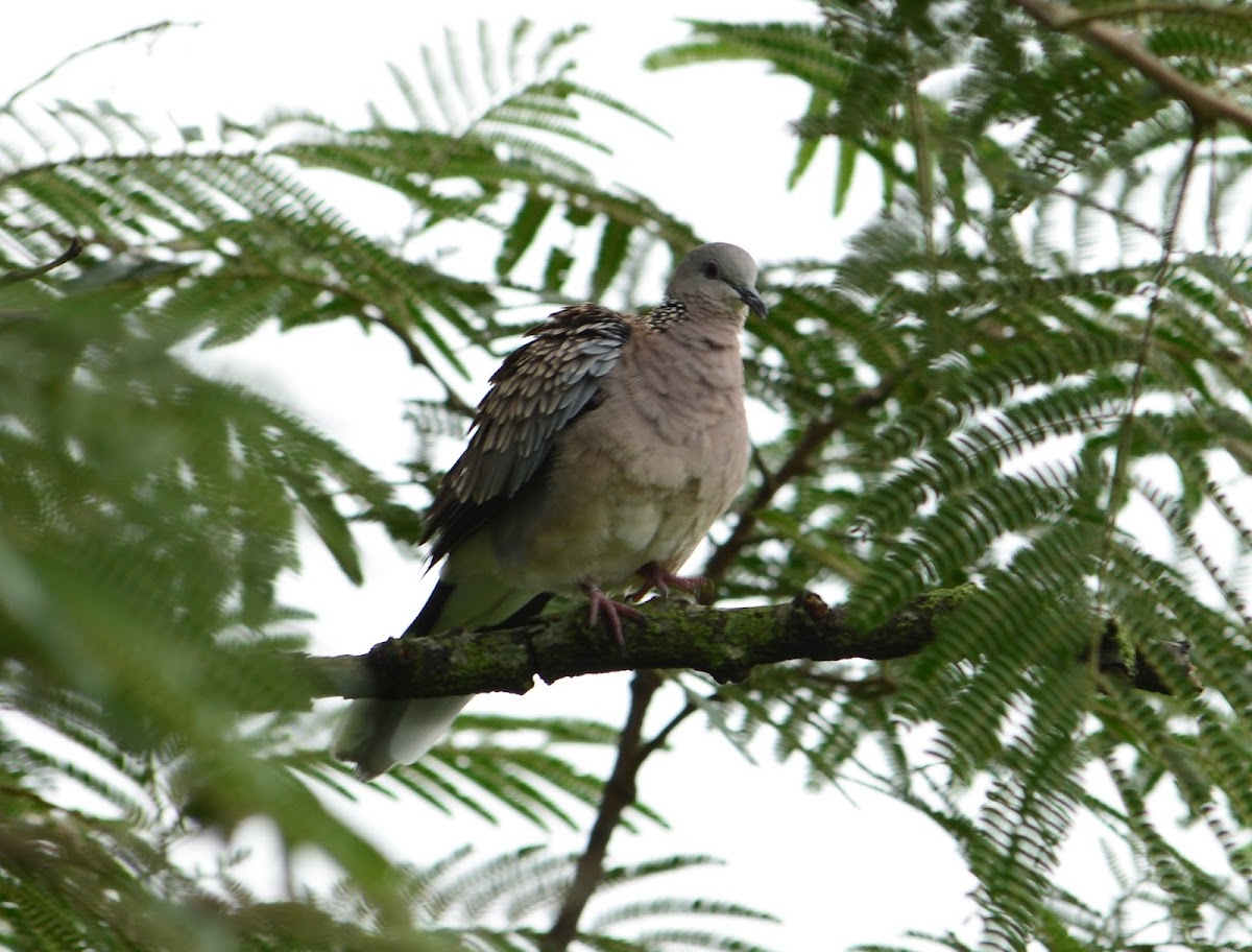 Spotted Dove