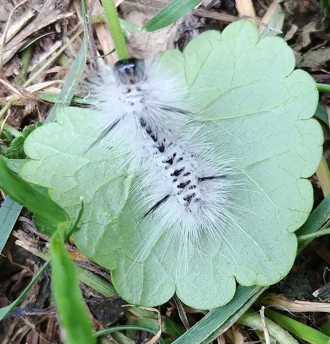 hickory tussock moth caterpillar