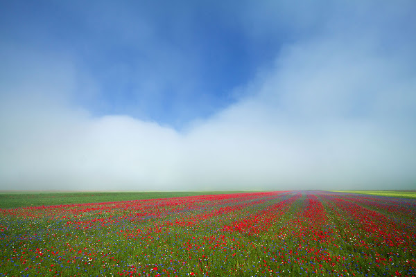 risvegli primaverili di faranfaluca