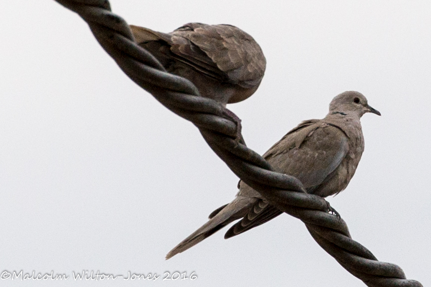 Collared Dove; Tórtola Turca