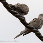 Collared Dove; Tórtola Turca