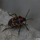 Eurydema eckerleini