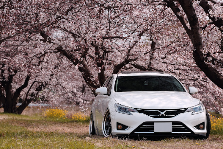 マークXの桜と愛車・桜とコラボ・ピックアップ一度でも載ってみたい・同じ構図ばっか・誰かとコラボしたいに関するカスタム事例の投稿画像1枚目