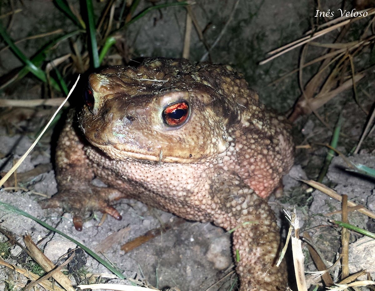 Common Toad