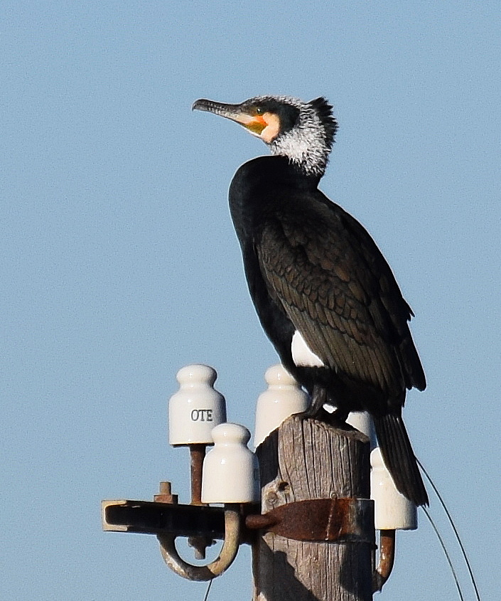 Great Cormorant