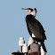 Great Cormorant