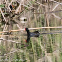 Moorhen; Polla de Agua