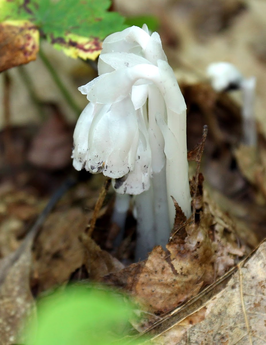 Indian Pipe