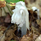 Indian Pipe