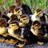 Feral Muscovy Ducks