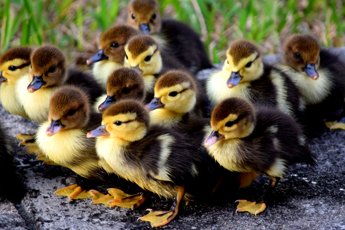 Feral Muscovy Ducks