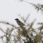 House Sparrow; Gorrión Común