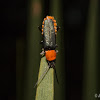 Soldier beetle