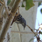 Black-and-white Warbler