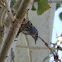 Black-and-white Warbler