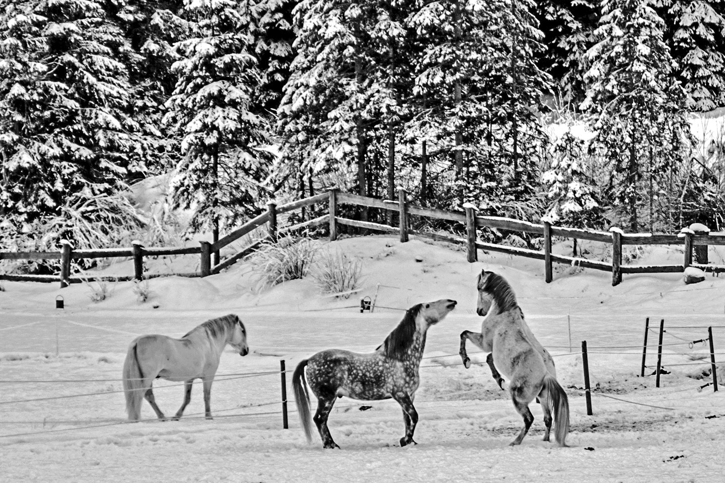 Playing in the snow di alfonso gagliardi