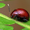 Flea Beetle