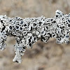 Rim lichen