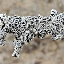 Rim lichen