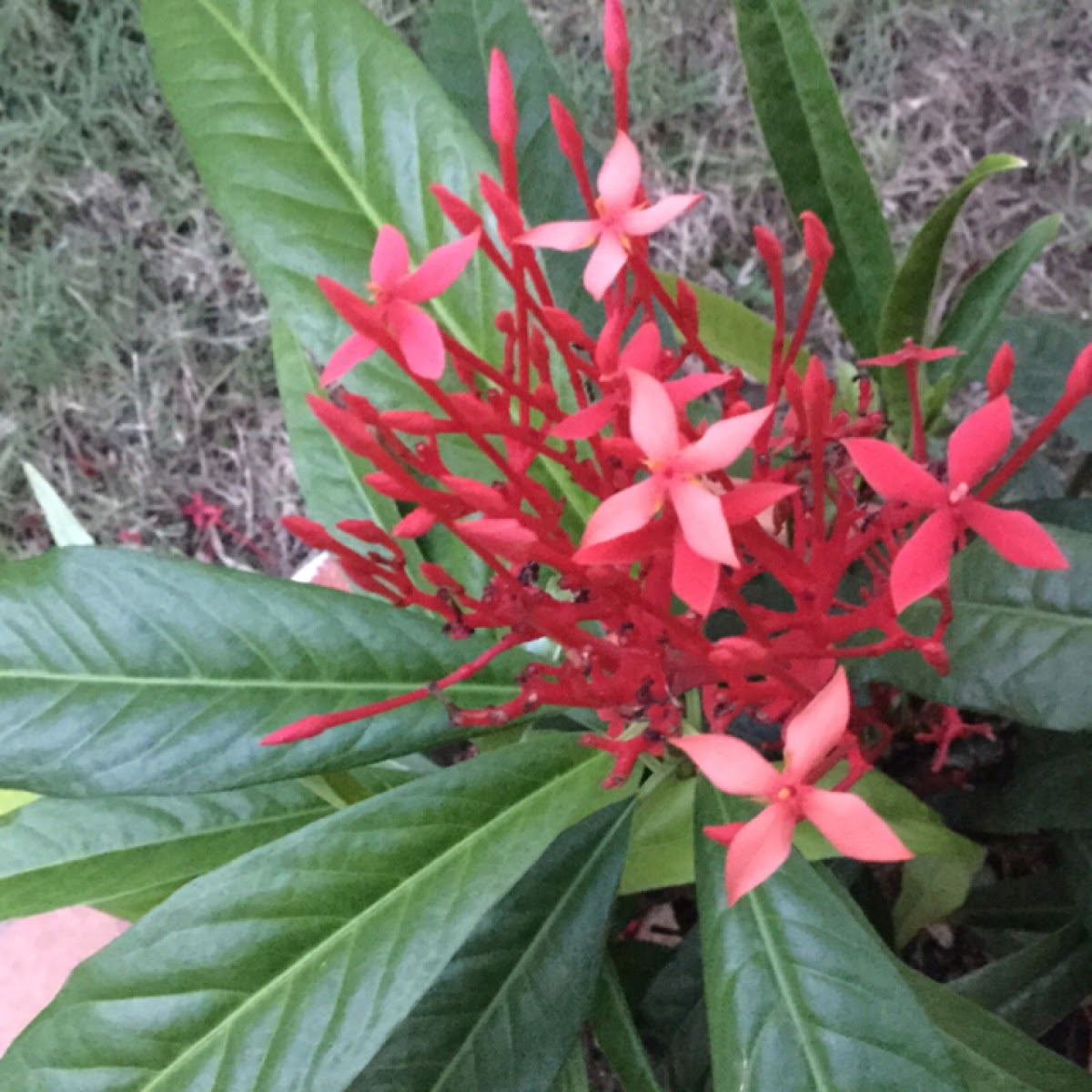 Ixora