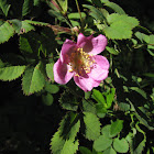 Wood Rose