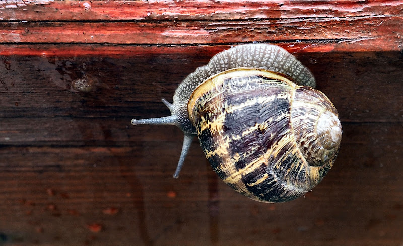 a snail under the rain di smpaint