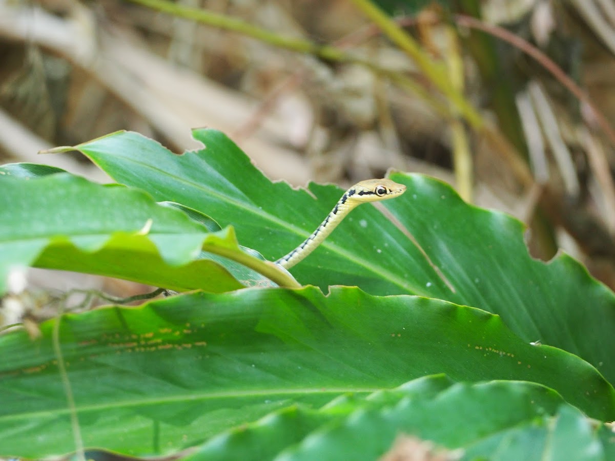 Mountain Bronzeback Snake