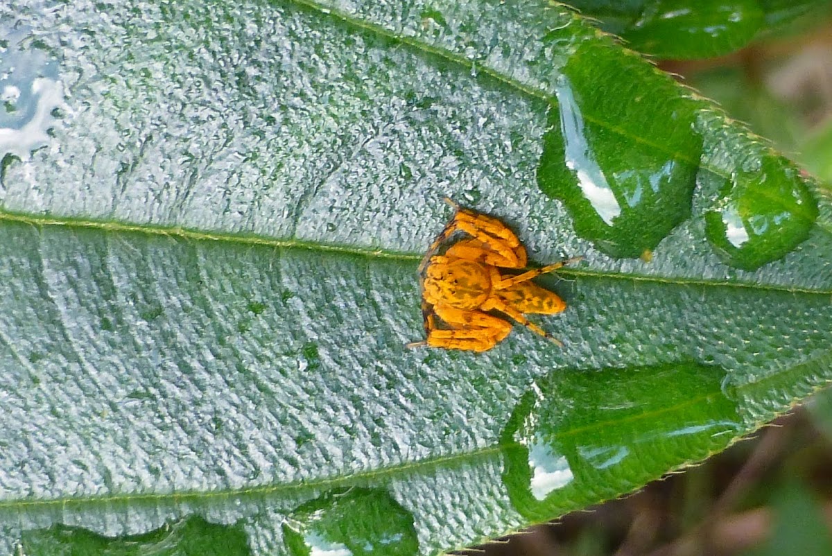 Lynx spider