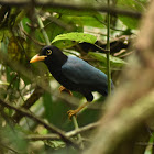 Yucatan jay